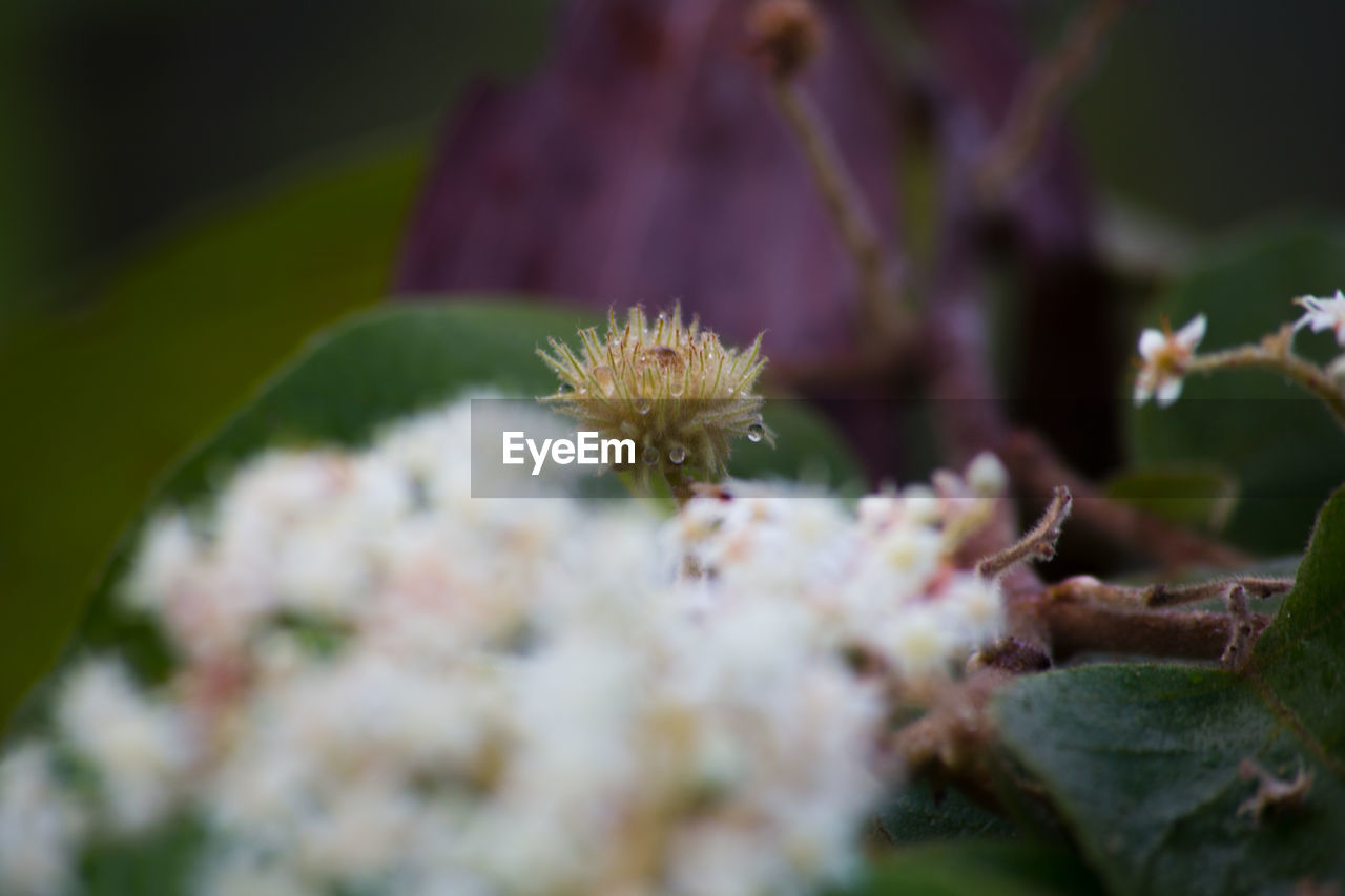 CLOSE-UP OF INSECT ON FLOWERS