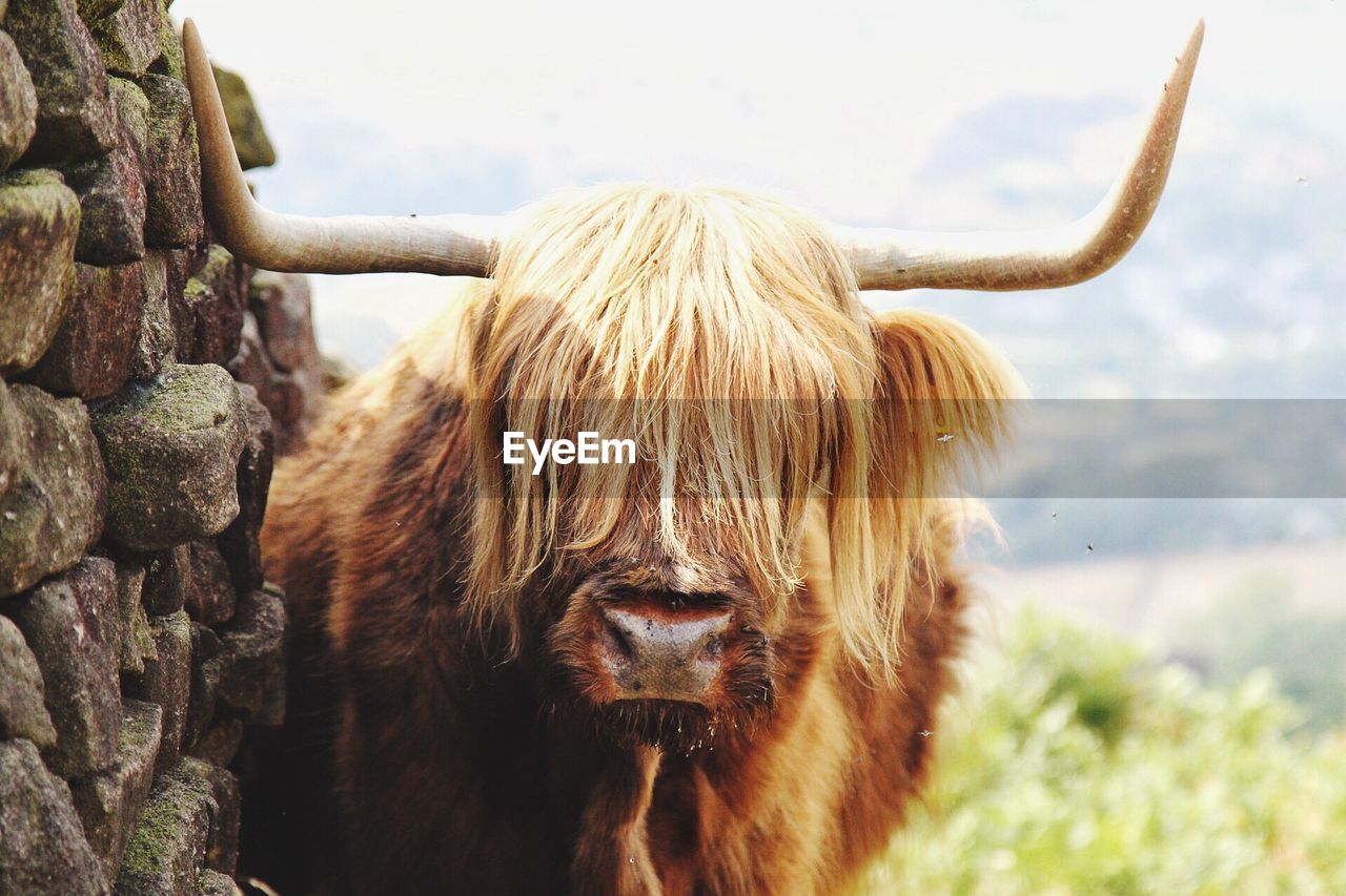 PORTRAIT OF A HORSE IN A FARM