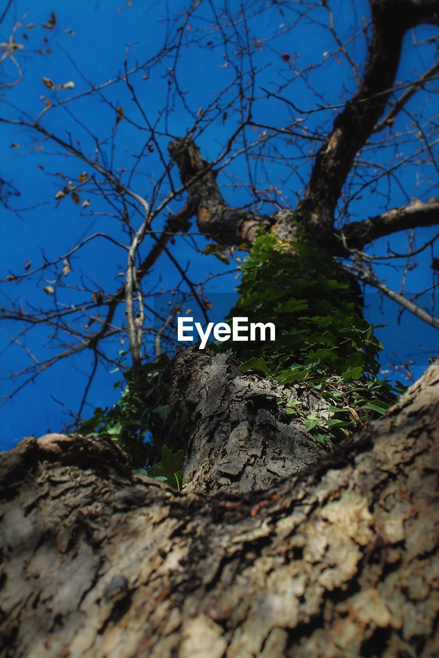 Low angle view of bare tree against clear blue sky