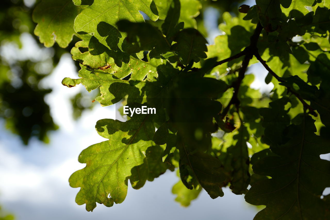 Low angle view of oak tree
