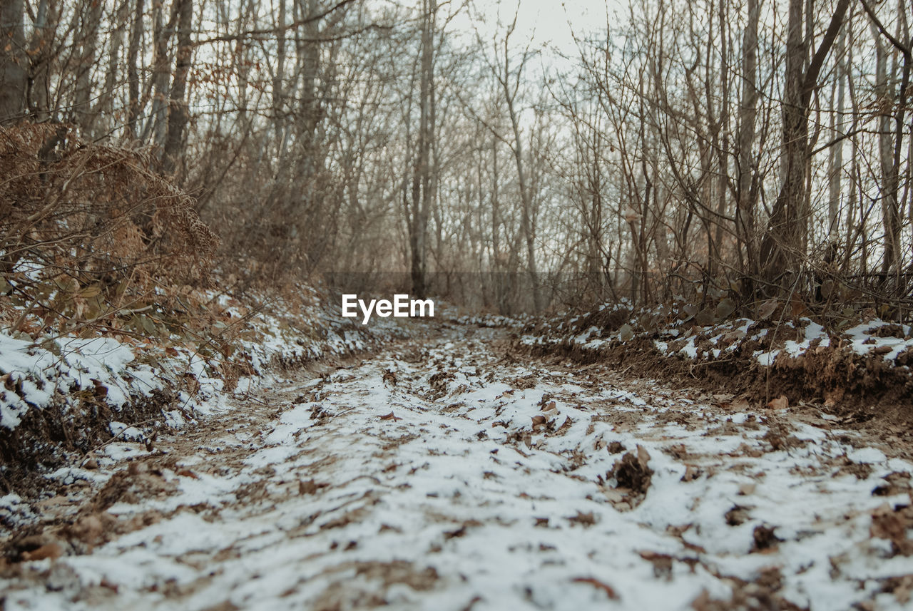 SURFACE LEVEL OF BARE TREES IN FOREST