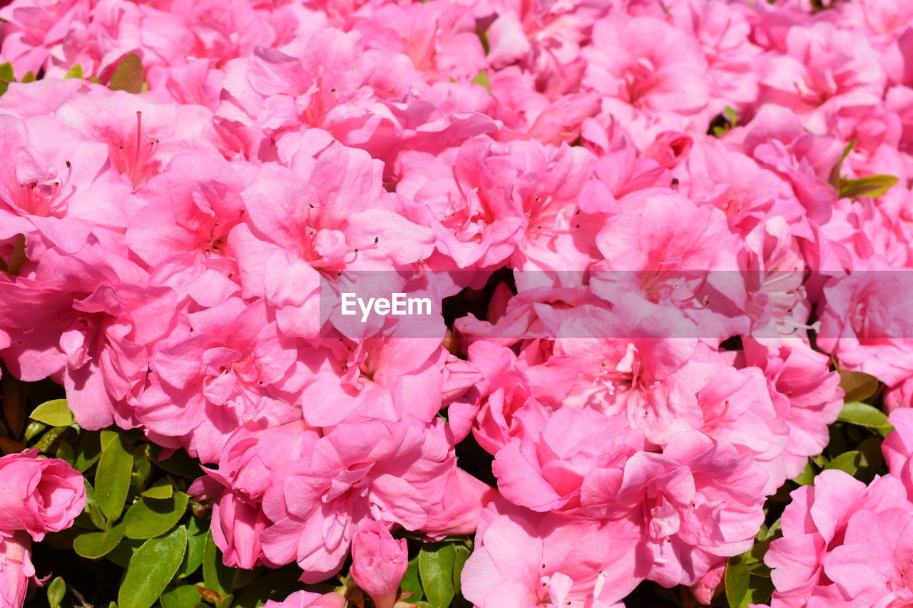 CLOSE-UP OF PINK CHERRY BLOSSOMS