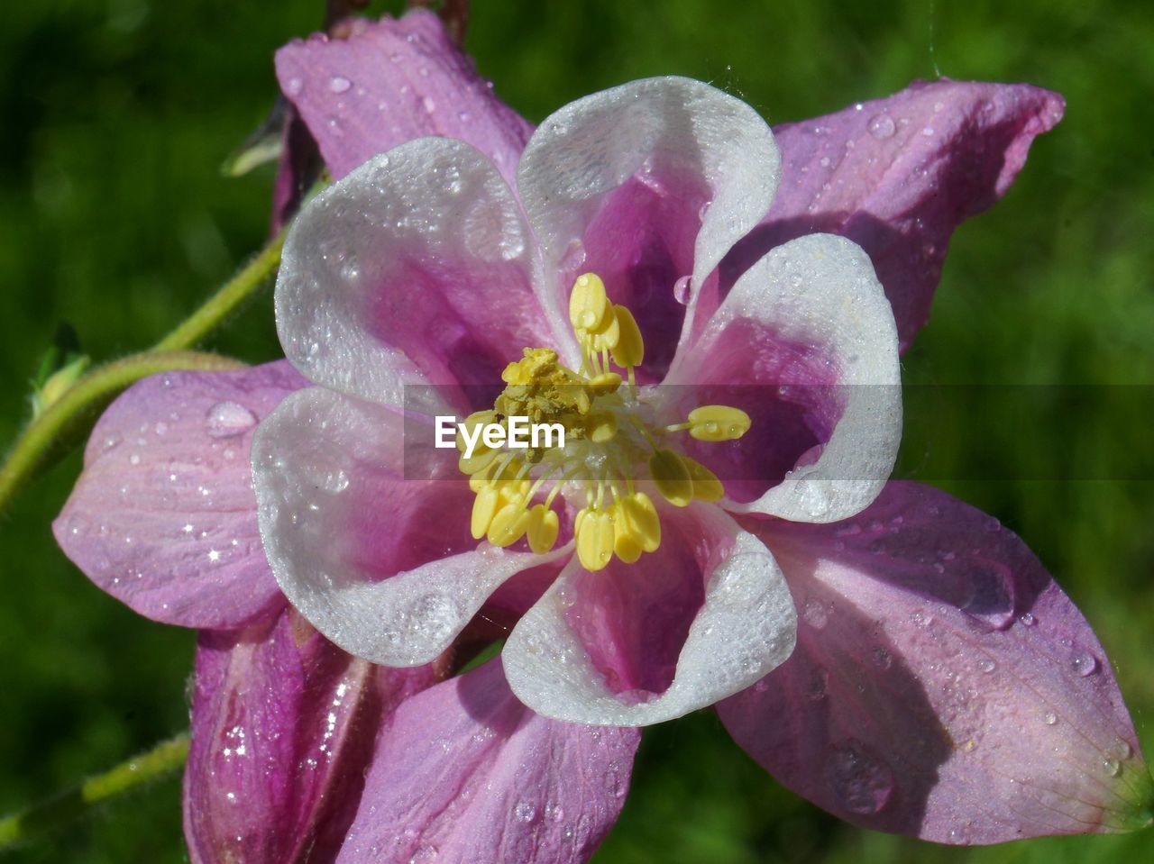 Close-up of wet purple flower