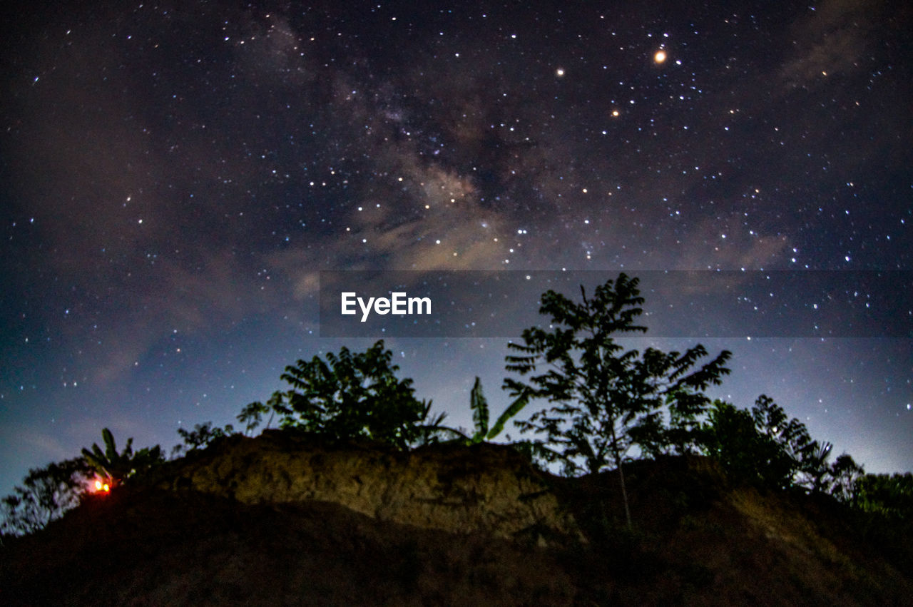 LOW ANGLE VIEW OF TREES AGAINST CLEAR SKY AT NIGHT