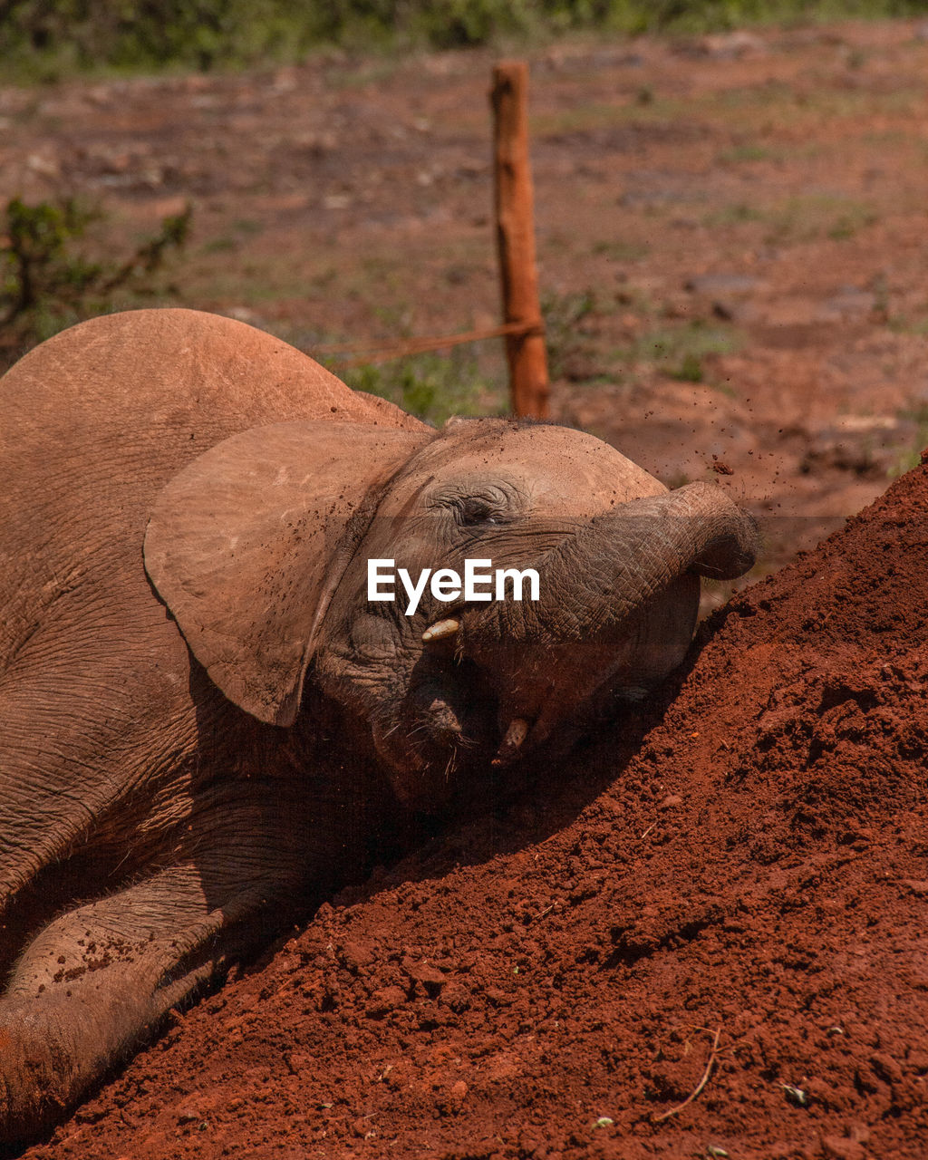 VIEW OF ELEPHANT SLEEPING