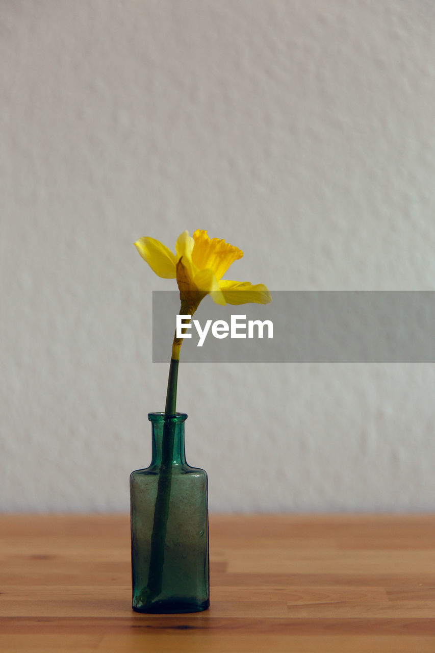 CLOSE-UP OF YELLOW FLOWERS IN VASE