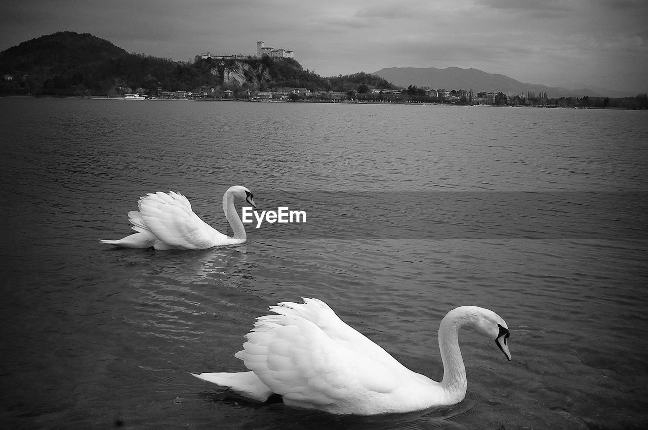 SWANS IN CALM LAKE