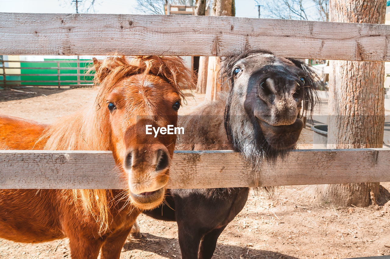 HORSES IN A PEN