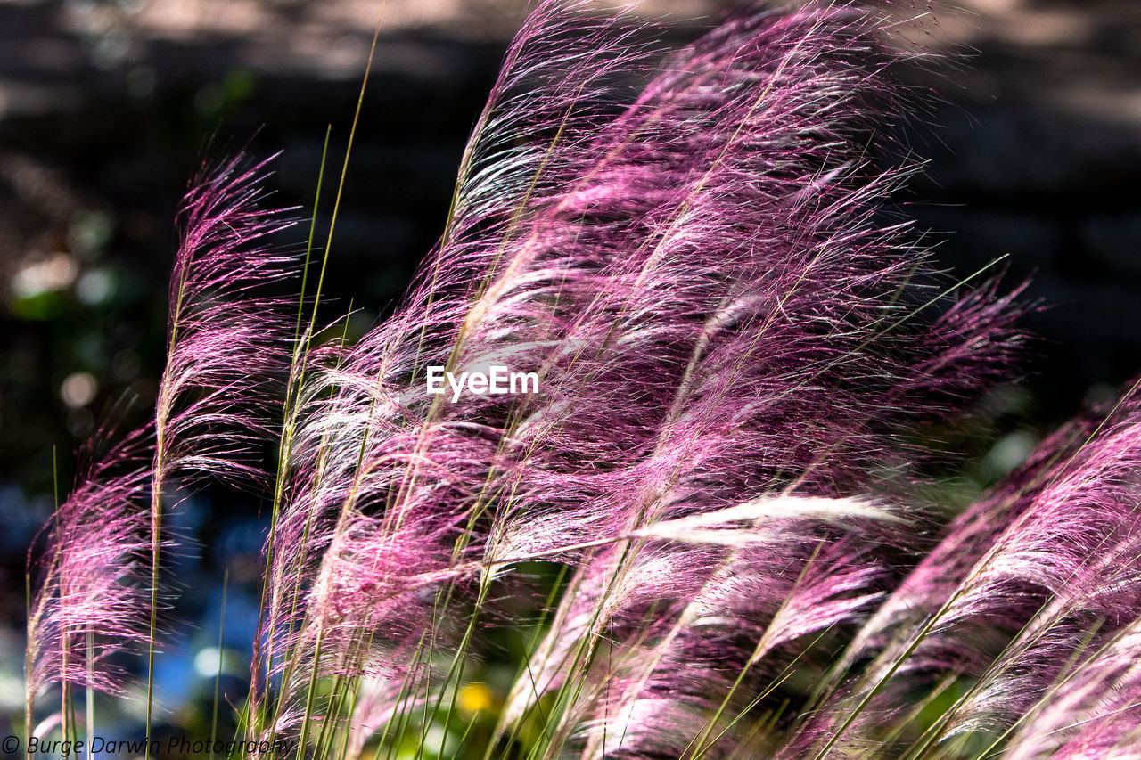 Close-up of purple flowering plants on field