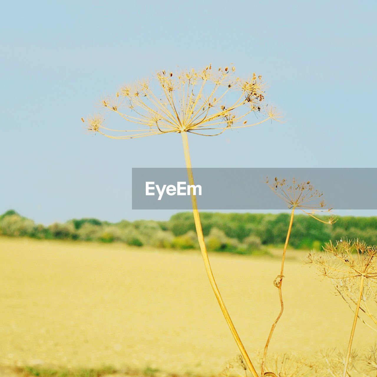 CLOSE-UP OF YELLOW FLOWER ON FIELD AGAINST CLEAR SKY