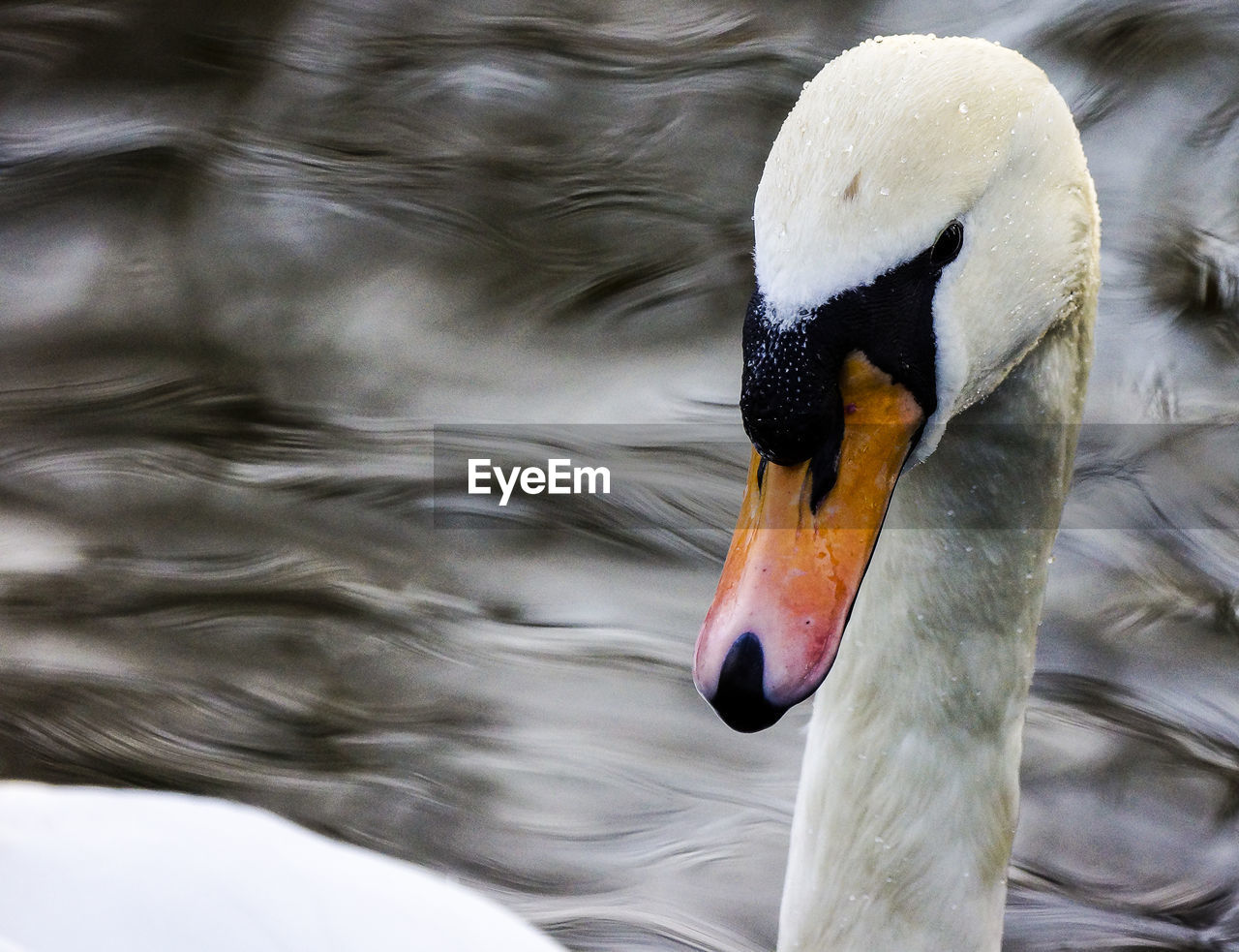 CLOSE-UP OF SWAN IN WATER