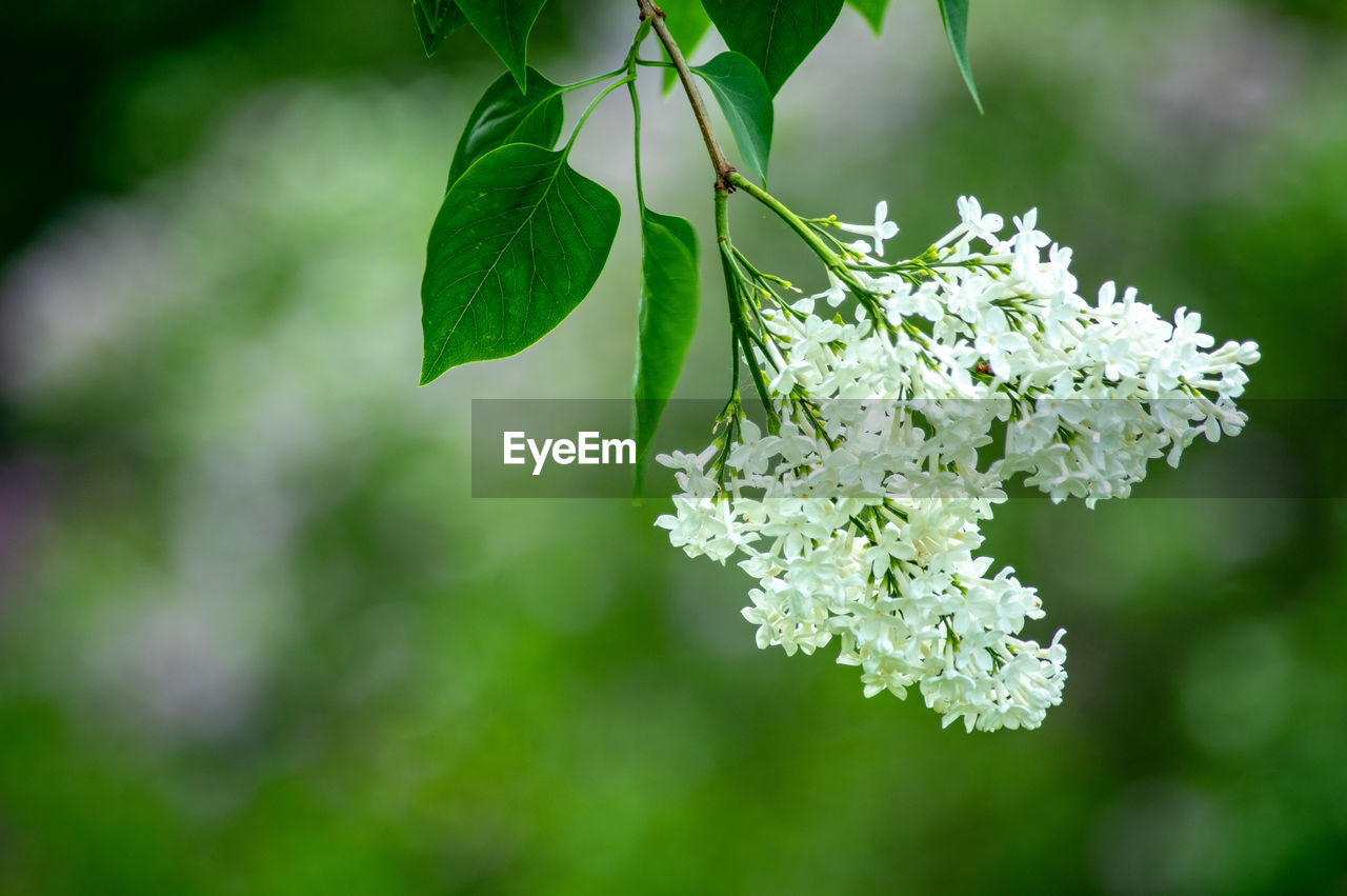 CLOSE-UP OF WHITE FLOWERING PLANT WITH LEAF