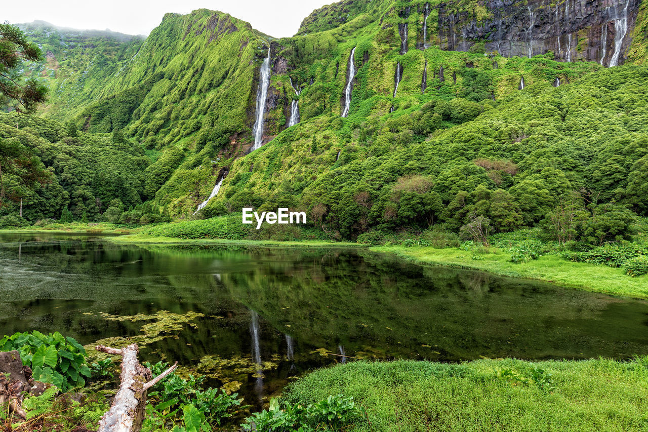 SCENIC VIEW OF LAKE IN FOREST