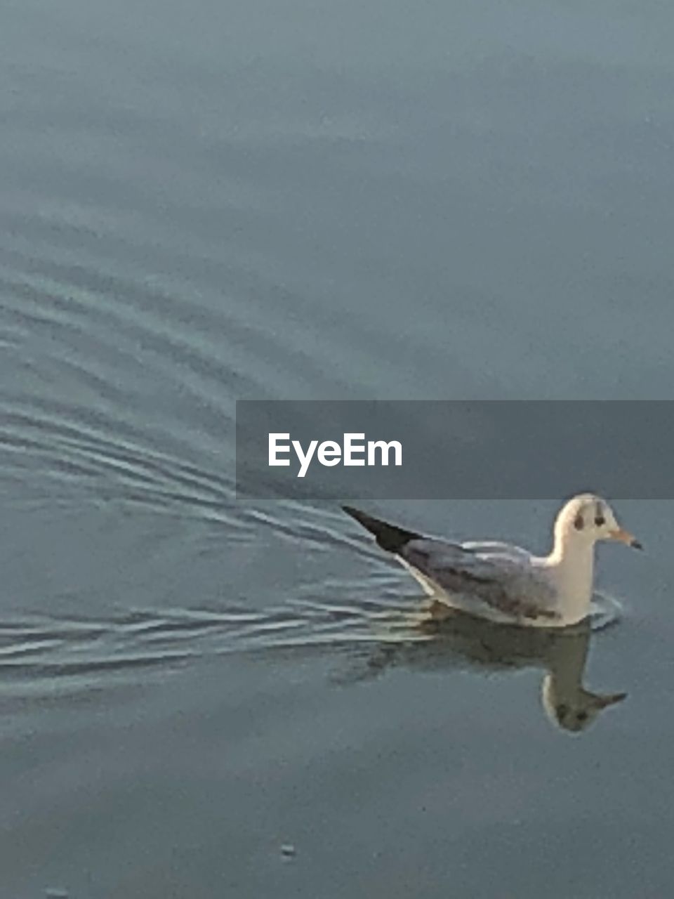 CLOSE-UP OF DUCK SWIMMING IN WATER