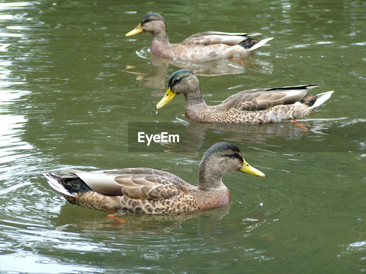 High angle view of female mallard ducks swimming in lake