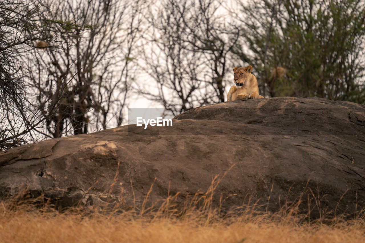 low angle view of bird perching on rock