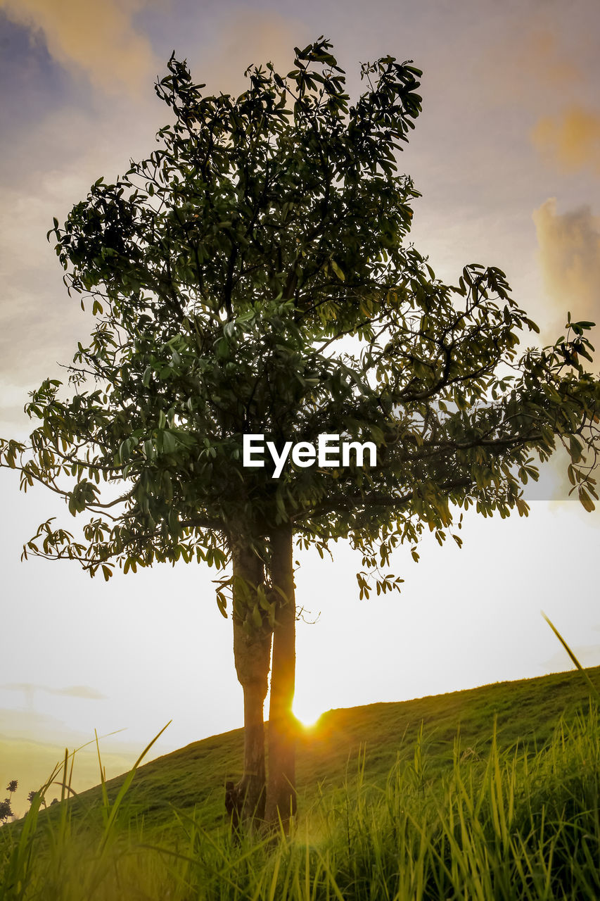 SINGLE TREE ON FIELD AGAINST SKY