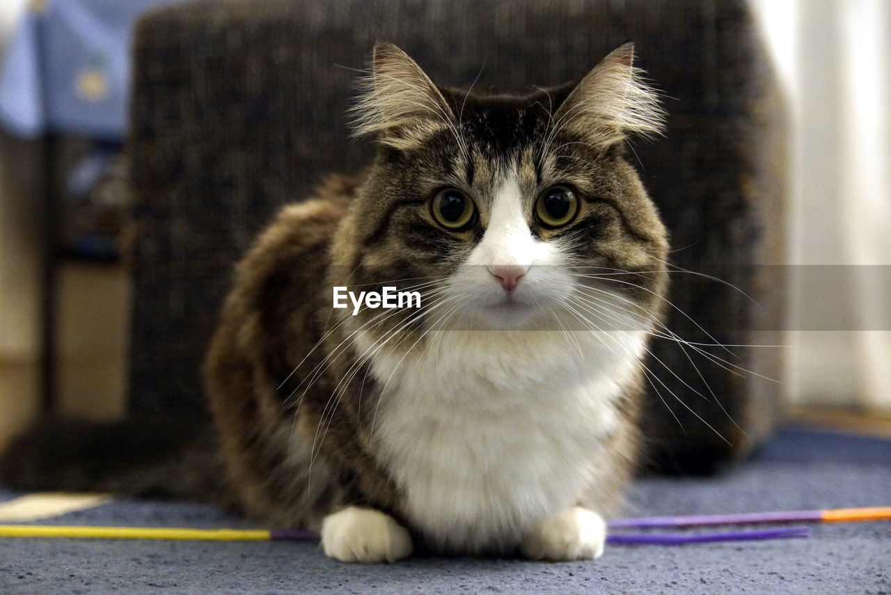 Close-up portrait of cat sitting