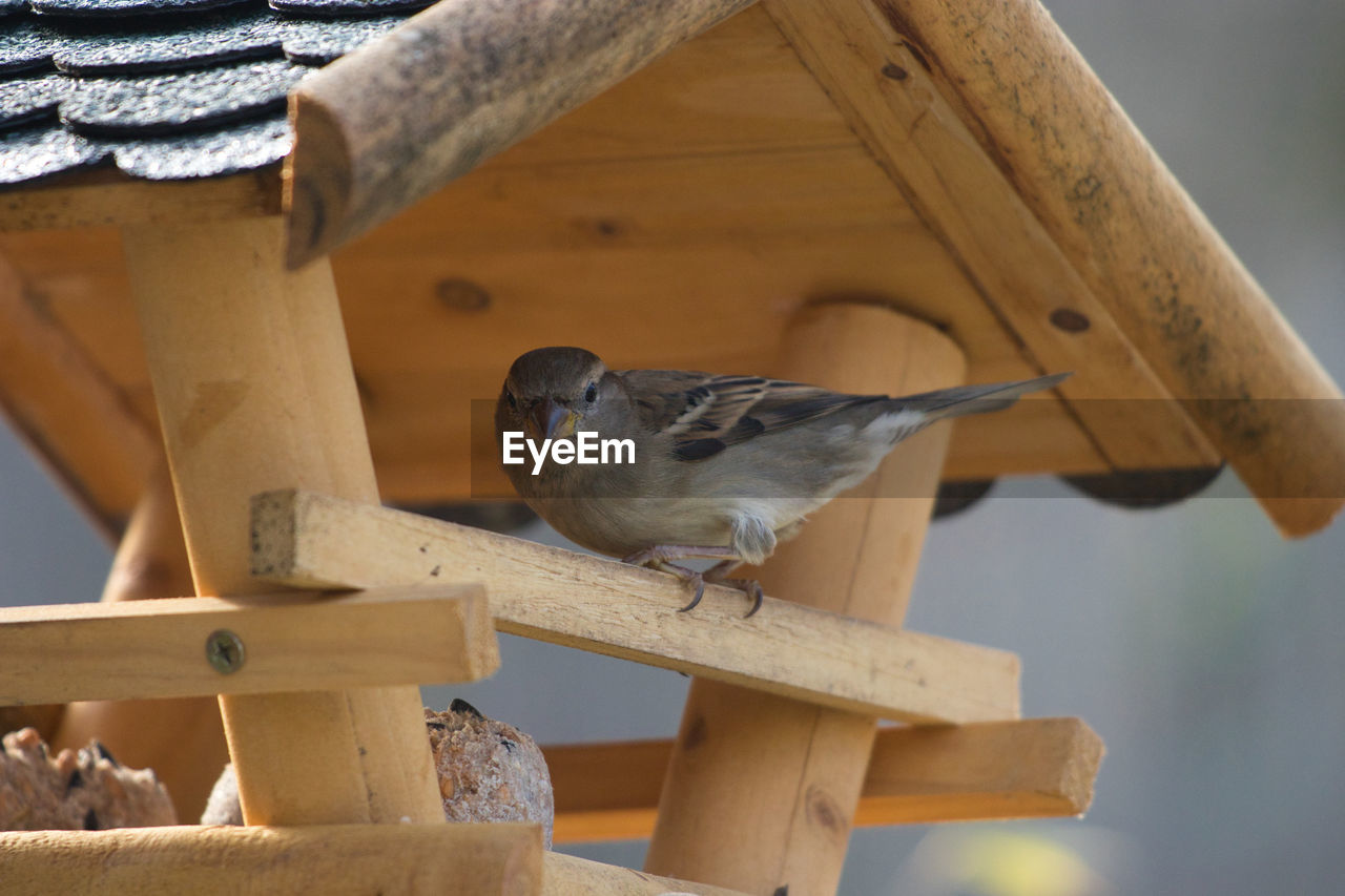 SIDE VIEW OF BIRD PERCHING ON WOODEN RAILING