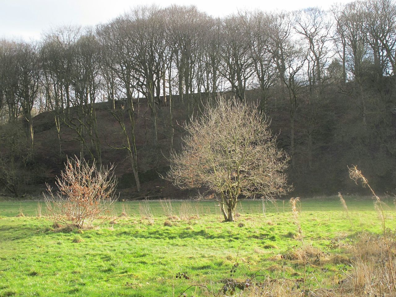 TREES IN FIELD