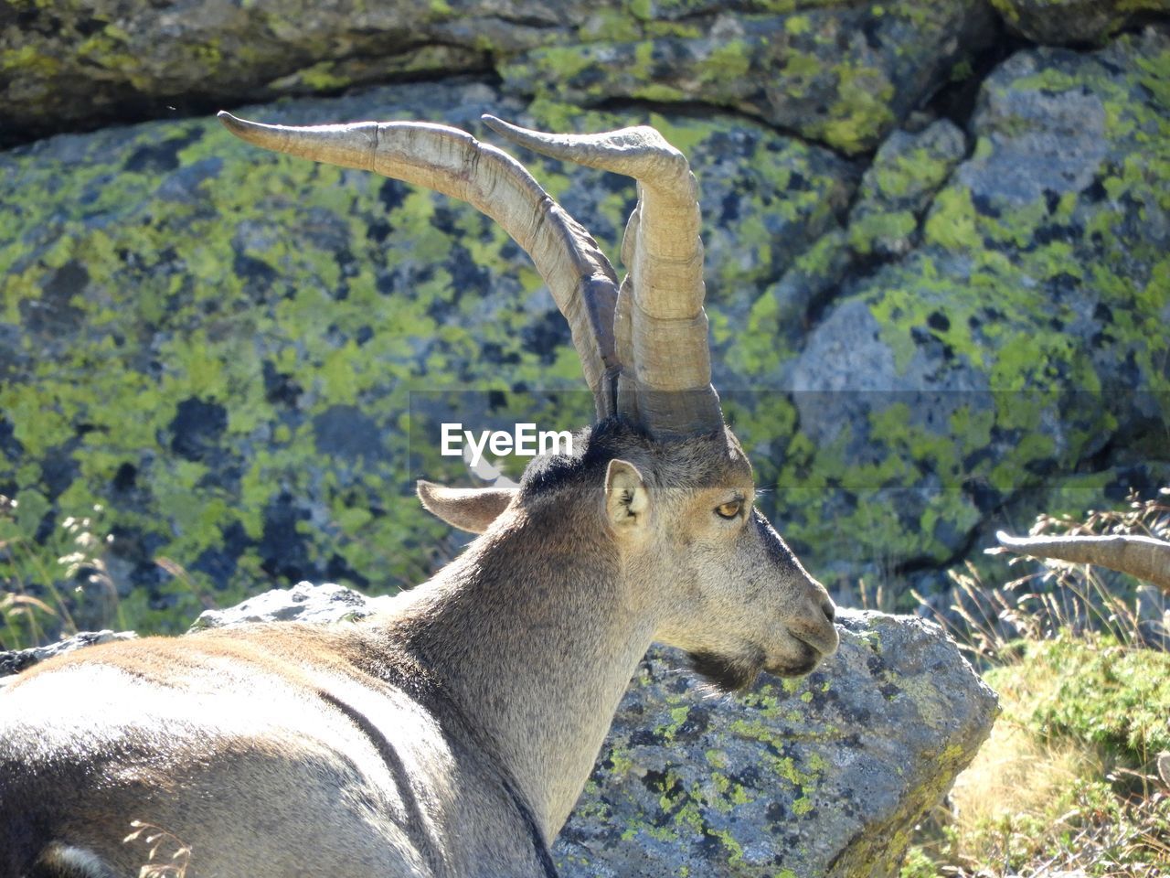 VIEW OF DEER ON LAND