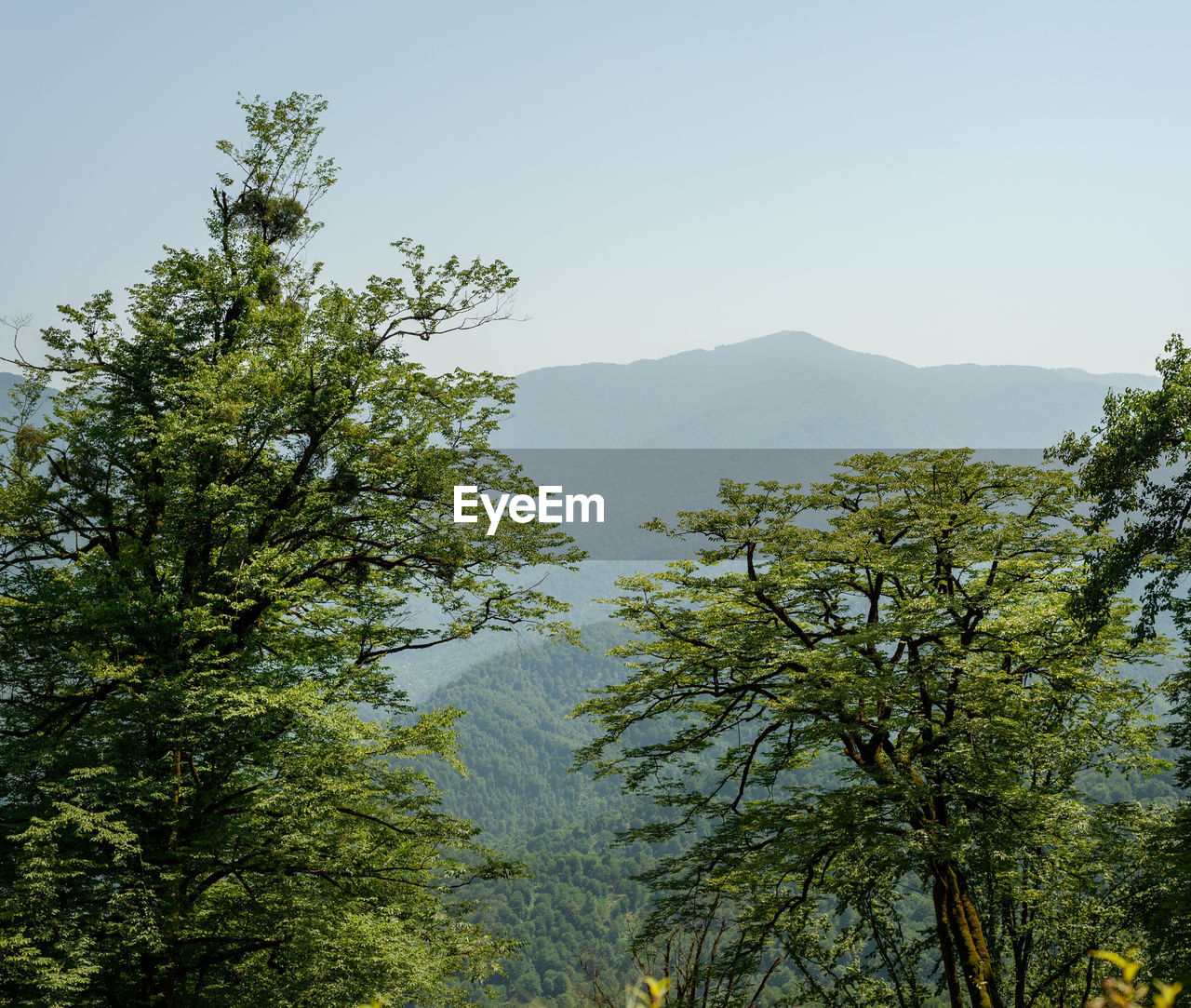 TREES IN FOREST AGAINST SKY