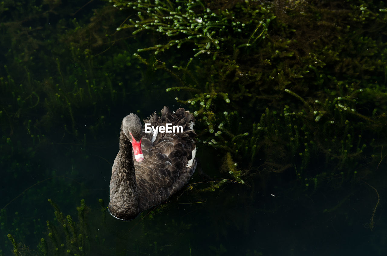 Close-up of black swan in lake