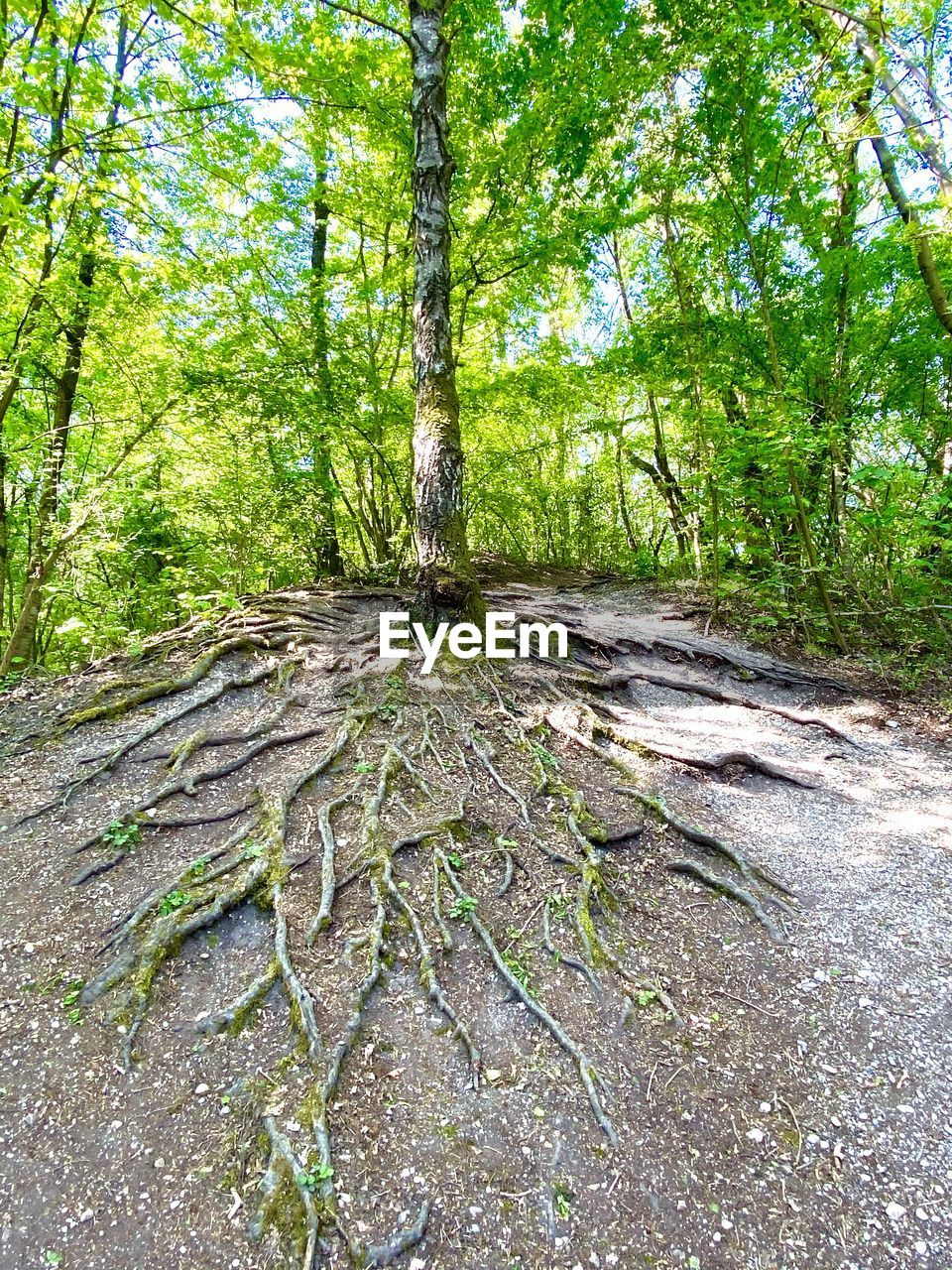 PLANTS GROWING ON LAND IN FOREST