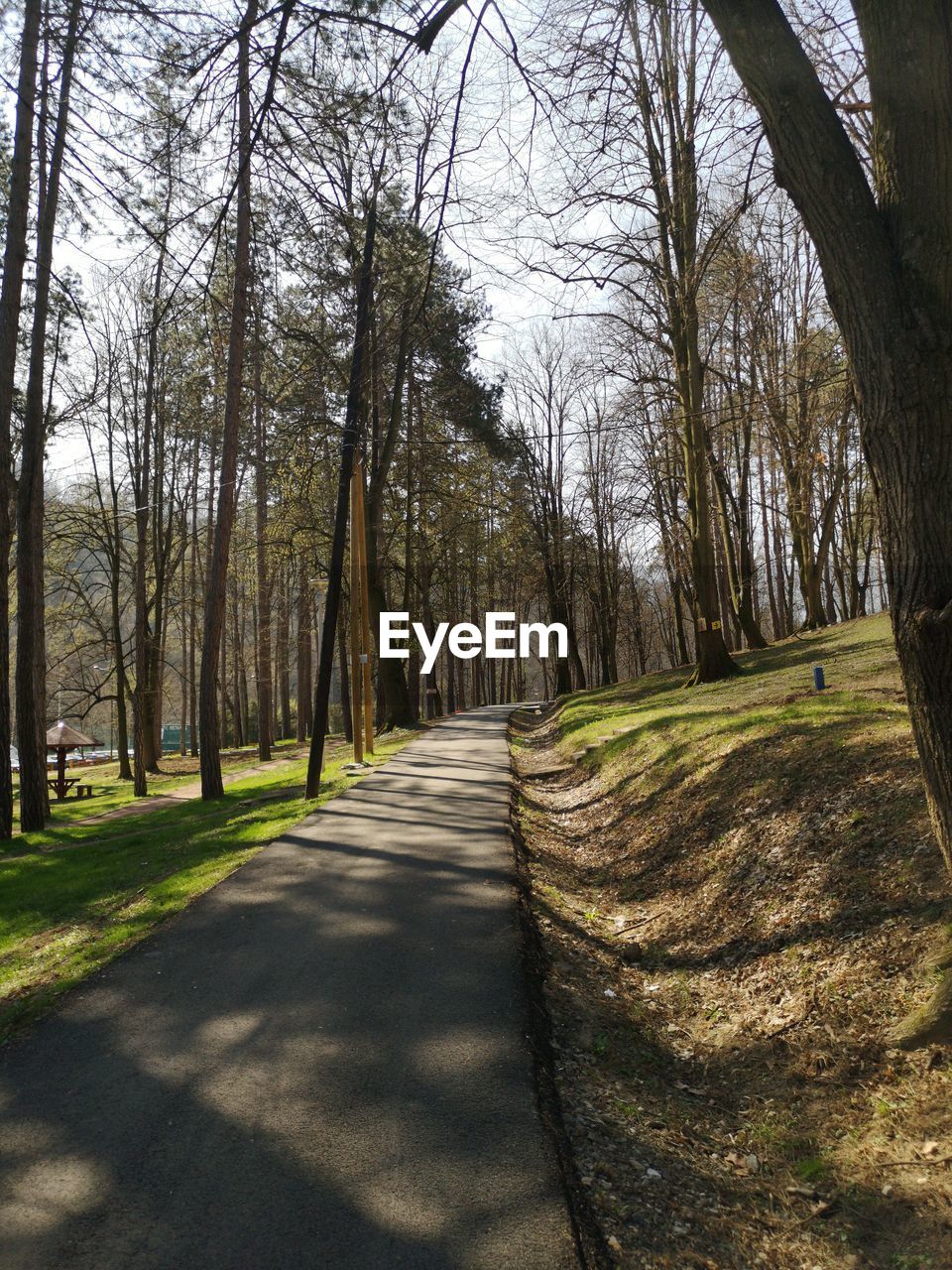 Footpath amidst trees in forest