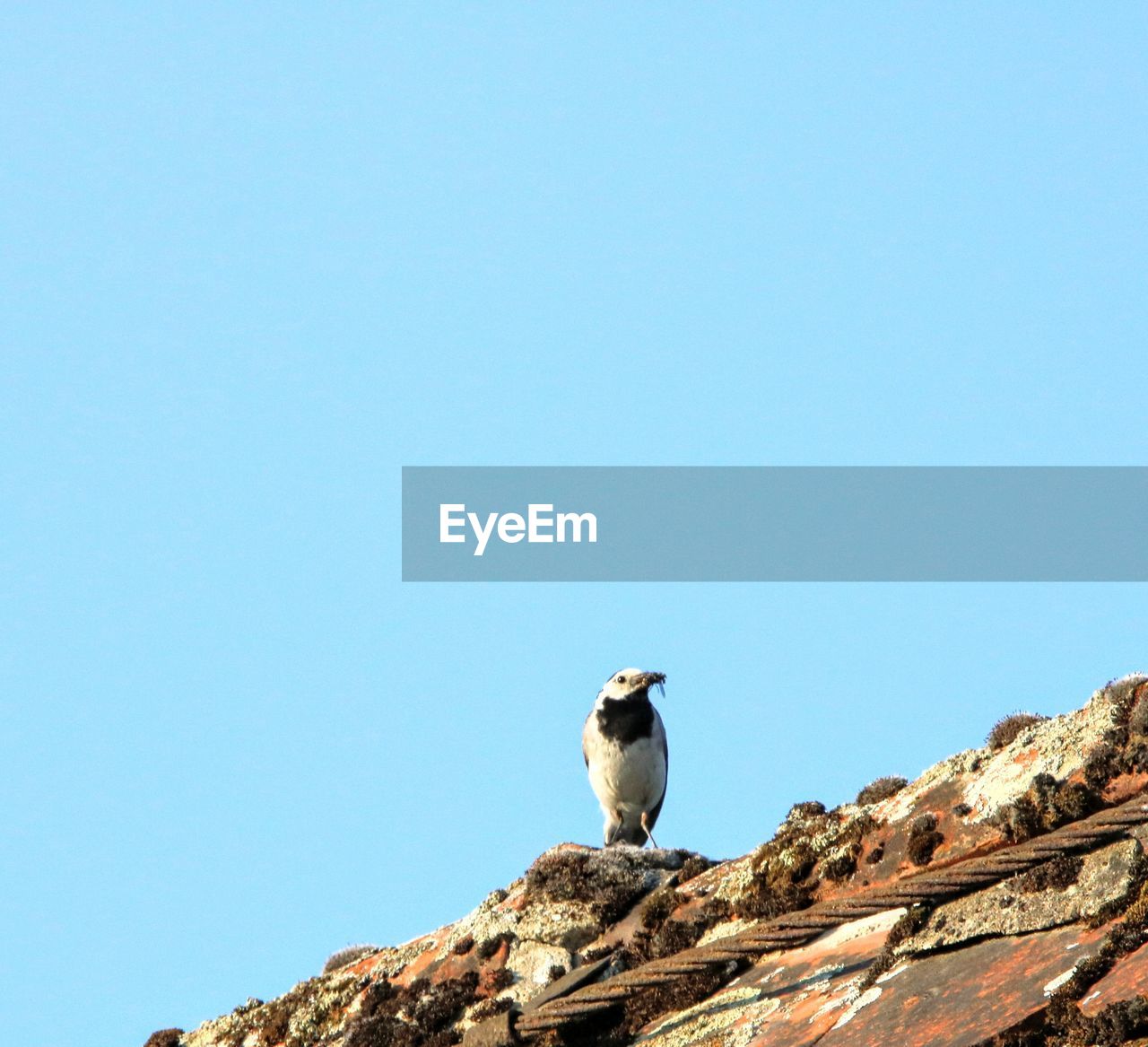 LOW ANGLE VIEW OF SEAGULL PERCHING ON ROCK AGAINST CLEAR BLUE SKY