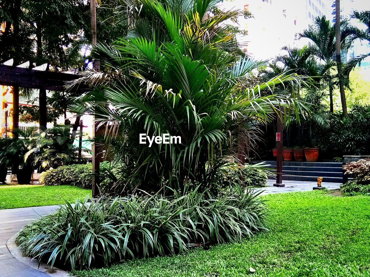 PALM TREES IN BACKYARD