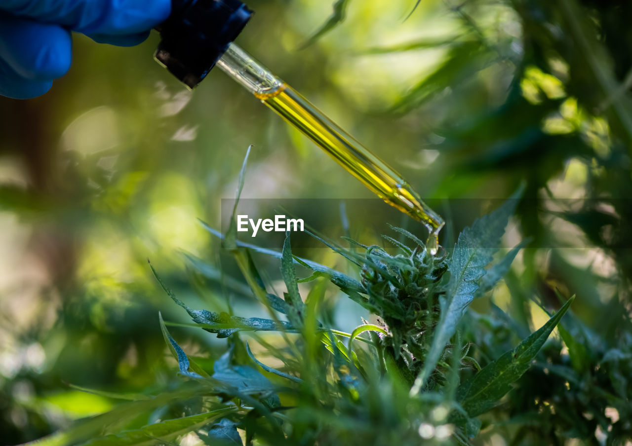 Close-up images of medicine drops, marijuana medicine