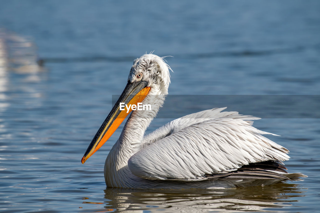 CLOSE-UP OF DUCK IN LAKE