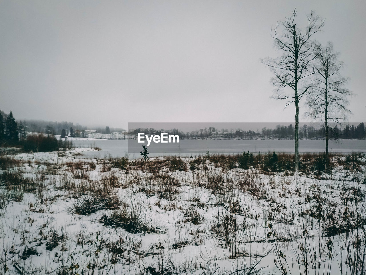 PLANTS ON SNOW COVERED FIELD AGAINST SKY