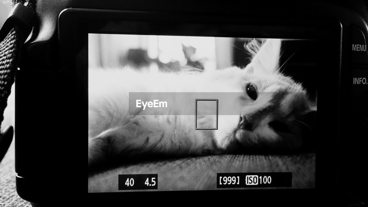 CLOSE-UP PORTRAIT OF A CAT WITH REFLECTION