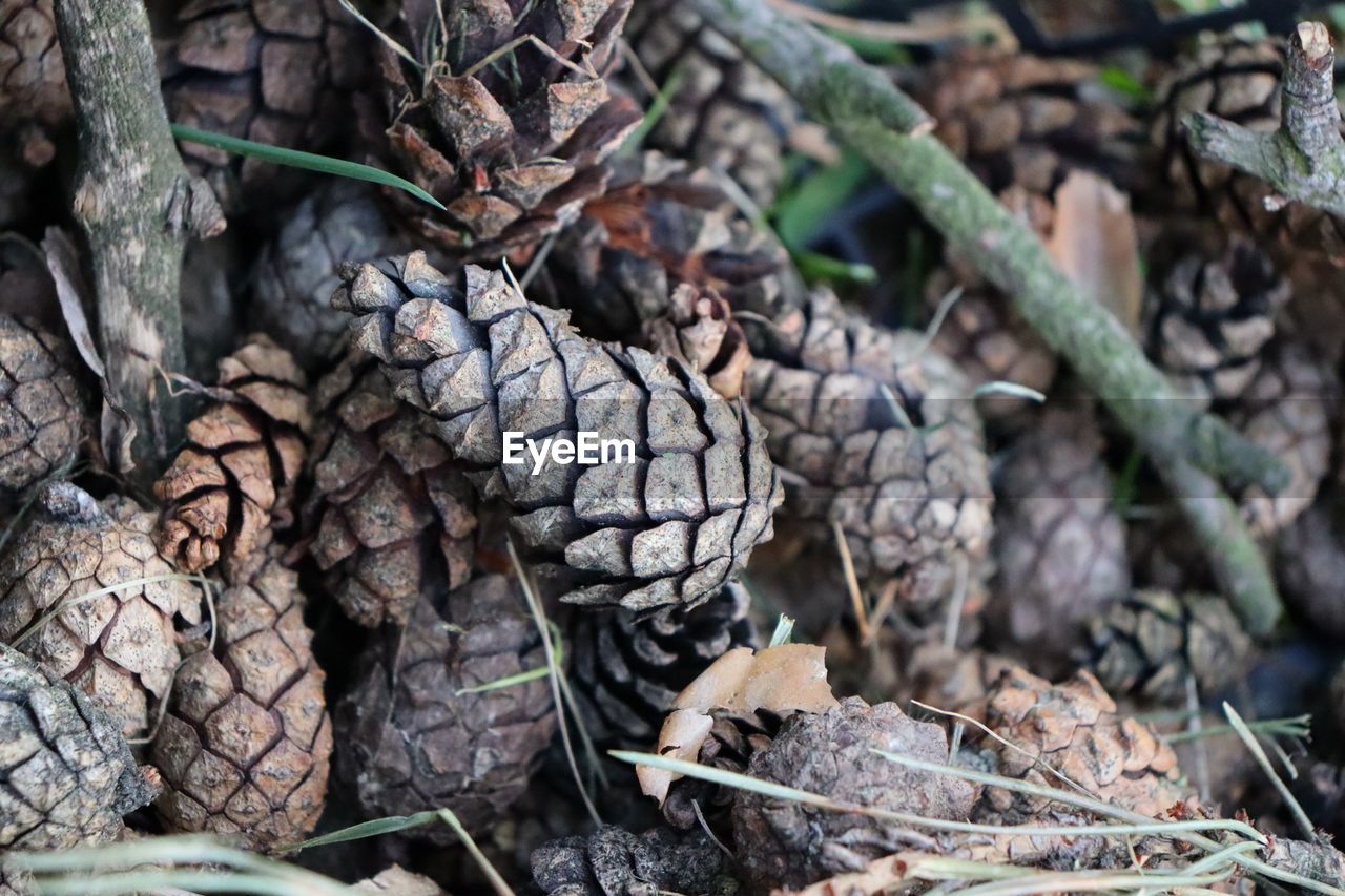 CLOSE-UP OF A PINE CONE ON TREE