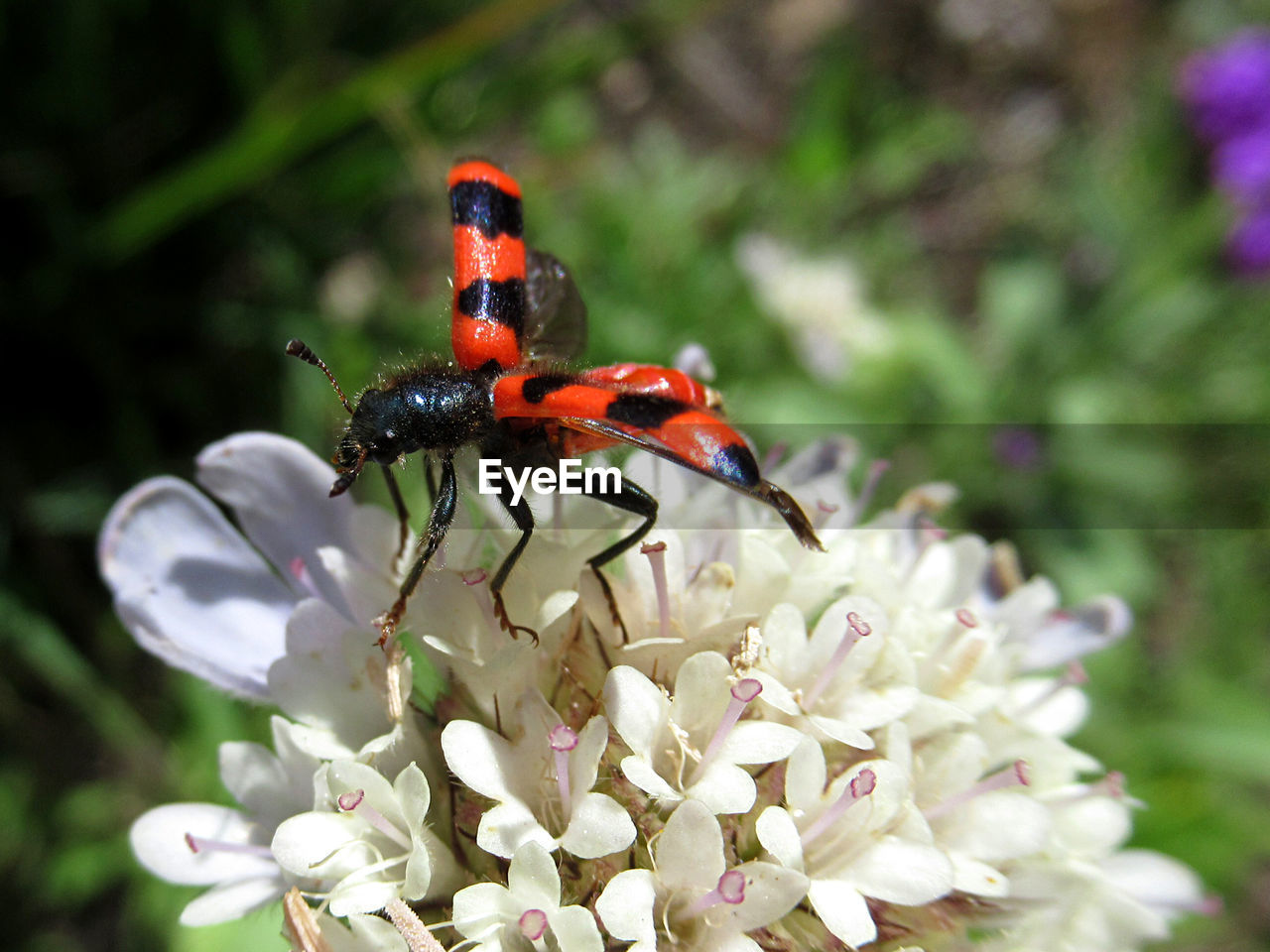 Red bee-bug in a white blossom / roter bienenkäfer auf weißer blüte / trichodes apiarius