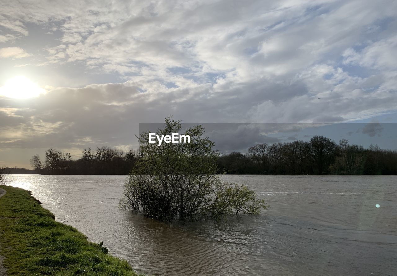 PLANTS BY RIVER AGAINST SKY