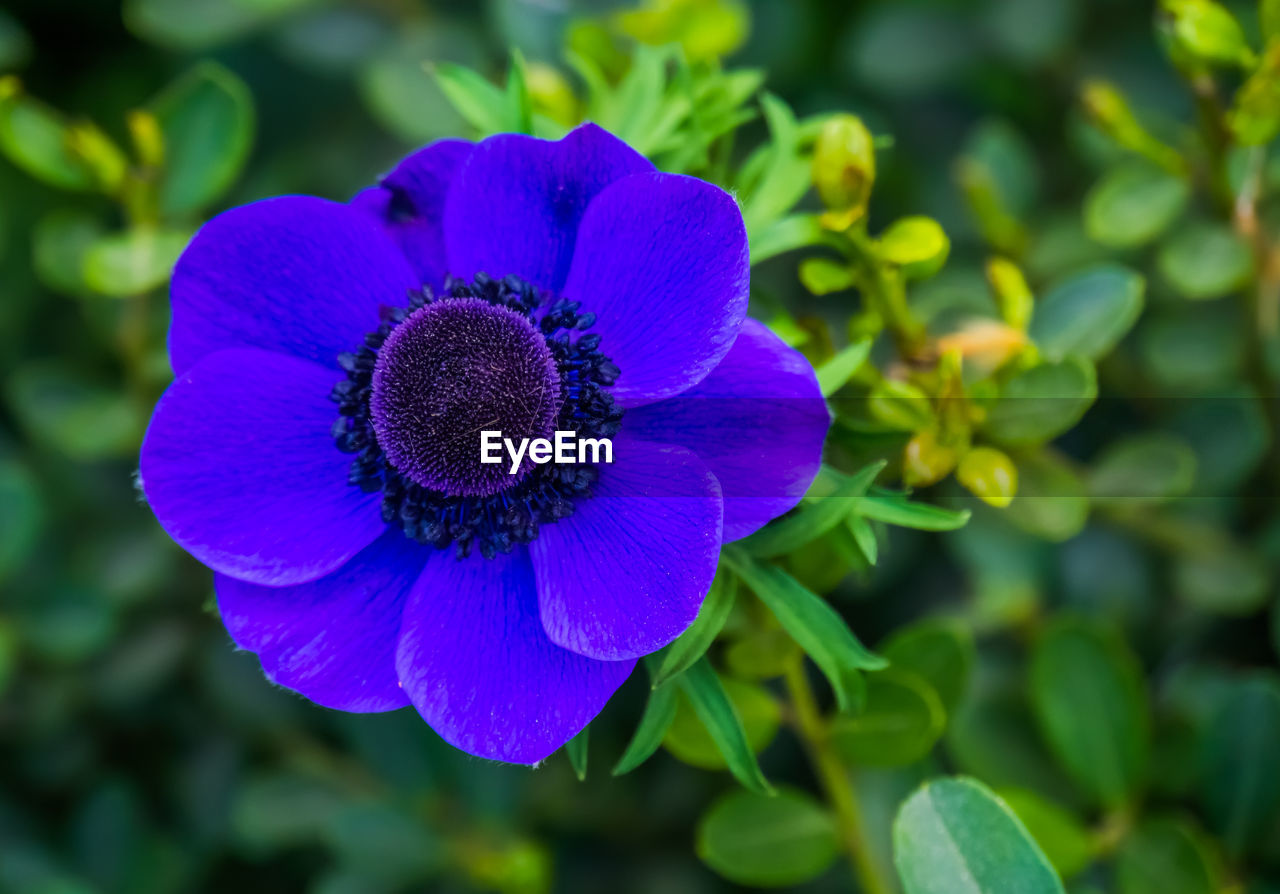 CLOSE-UP OF PURPLE CONEFLOWER