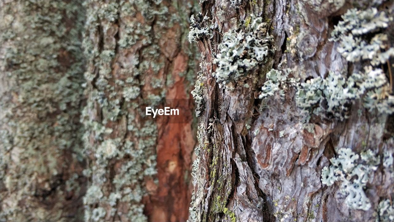 CLOSE-UP OF BARK OF TREE TRUNK