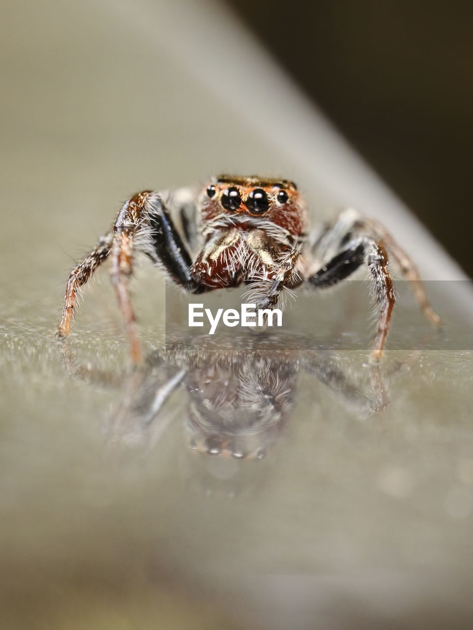 animal themes, animal, one animal, animal wildlife, close-up, macro photography, wildlife, spider, arachnid, selective focus, jumping spider, insect, no people, animal body part, nature, macro, outdoors, portrait, zoology, eye, day, water, looking at camera