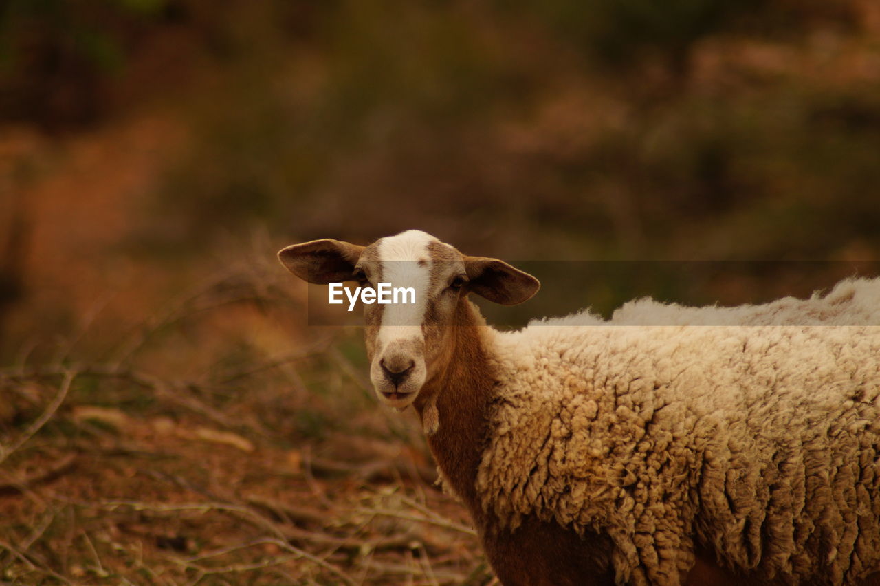 PORTRAIT OF SHEEP STANDING IN A FIELD