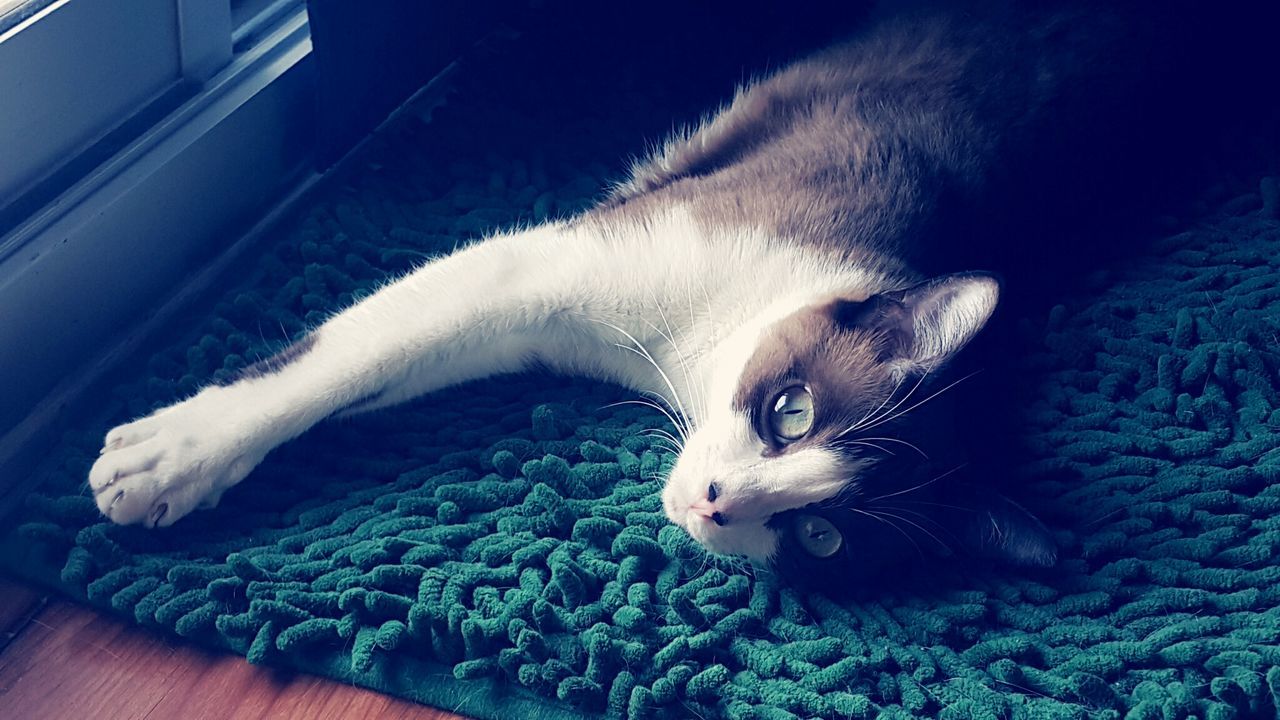 Cat lying on doormat