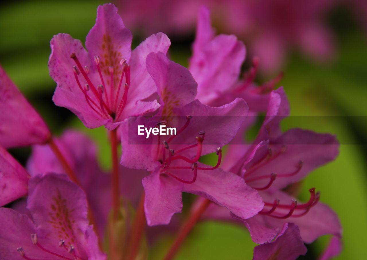 CLOSE-UP OF PINK FLOWERS BLOOMING