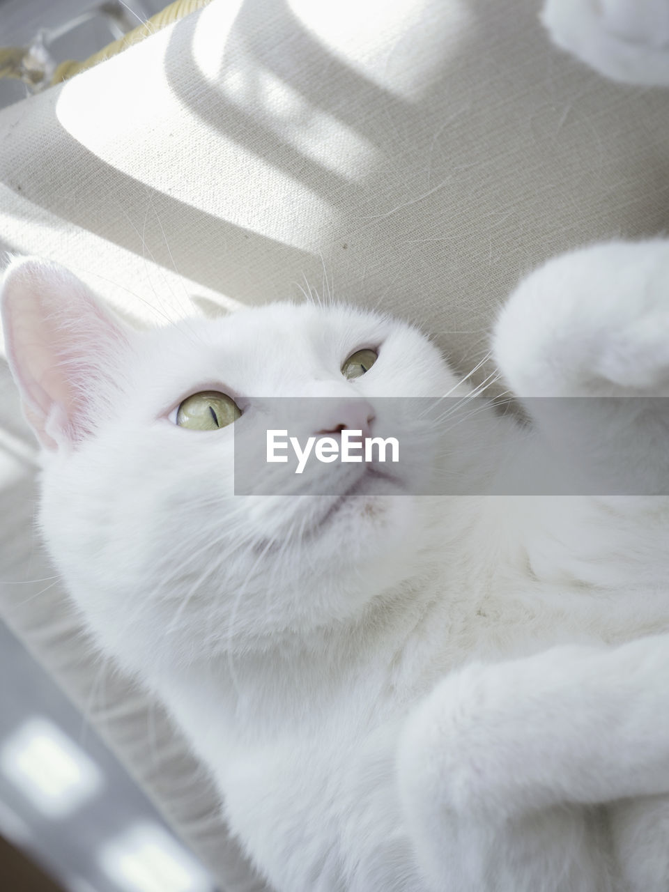 Close-up of white cat lying on sofa 