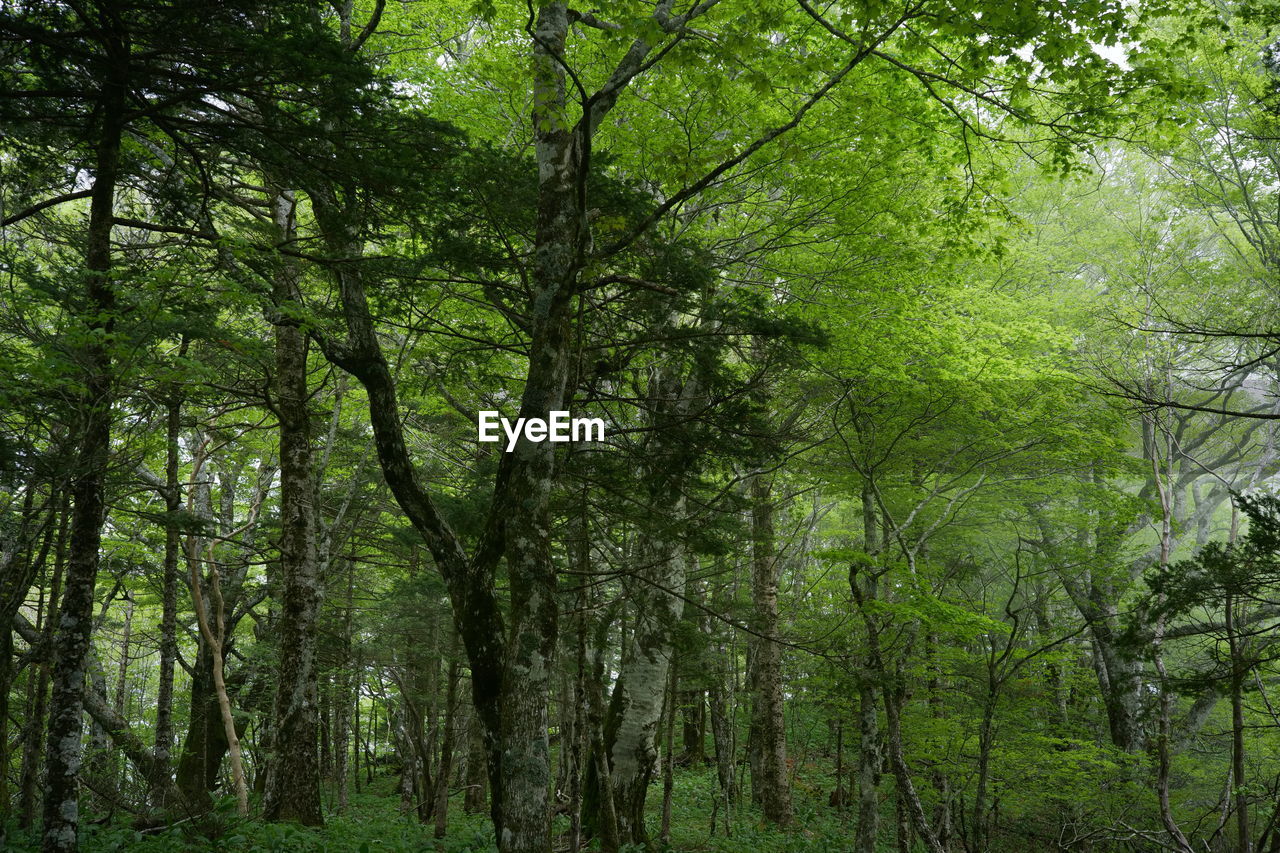 View of trees in forest