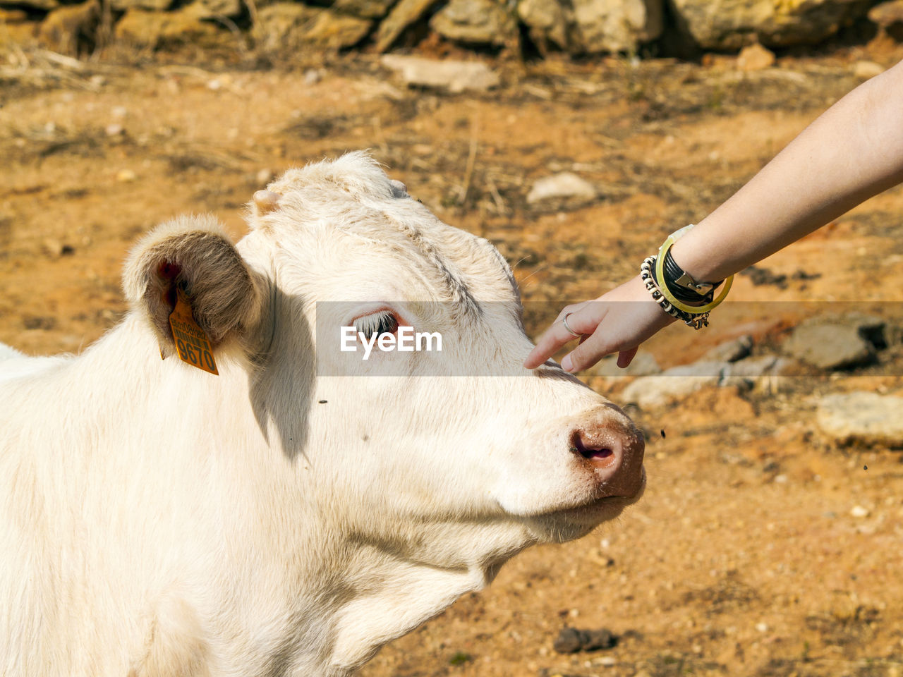 Cropped hand of woman touching cow outdoors