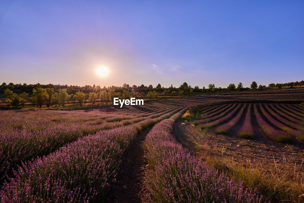 scenic view of agricultural field against clear sky during sunset