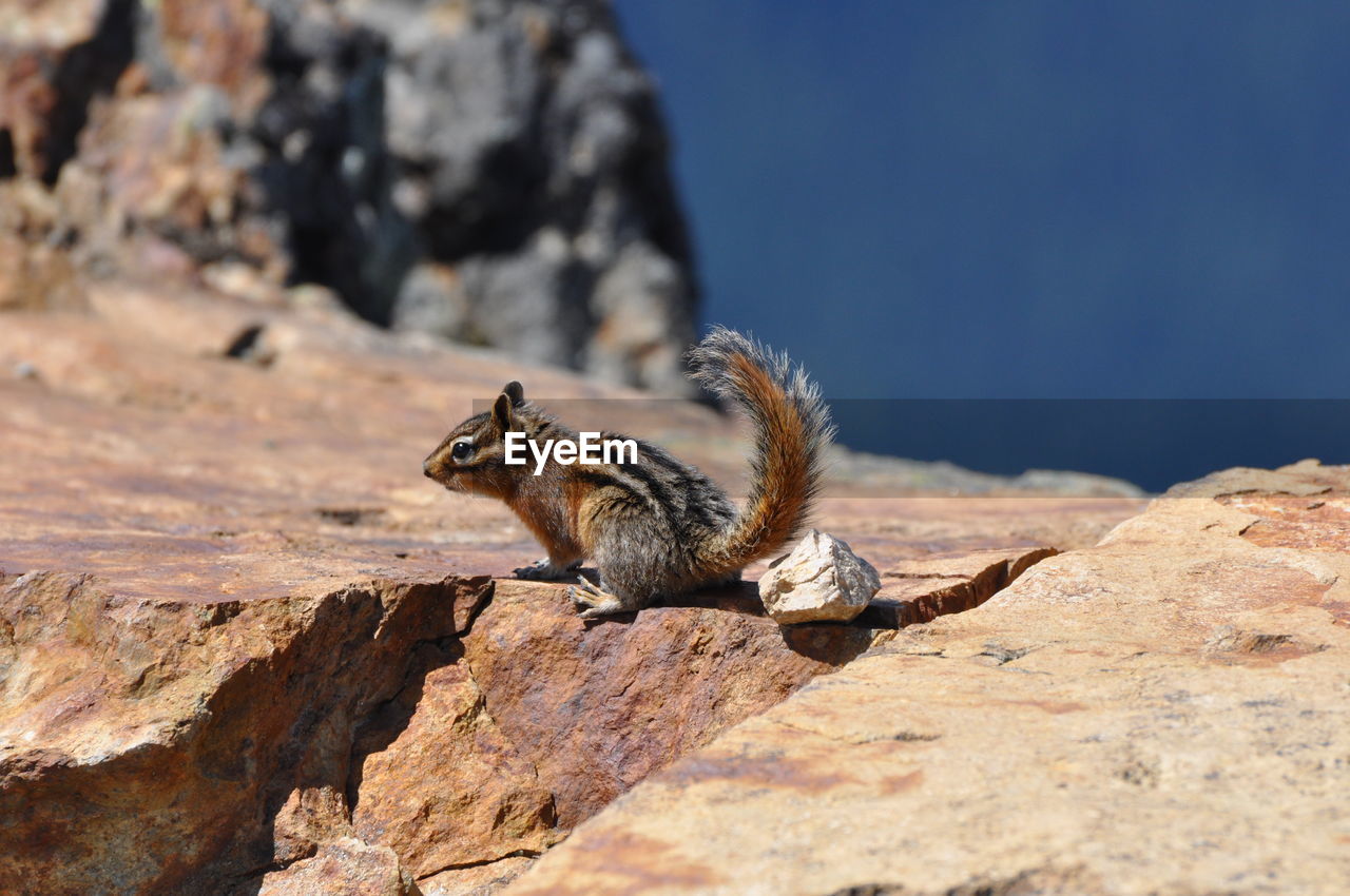 Side view of chipmunk on rock at blackcomb peak