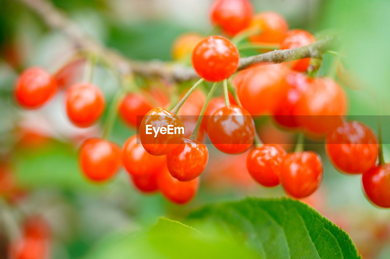 CLOSE-UP OF CHERRIES ON PLANT